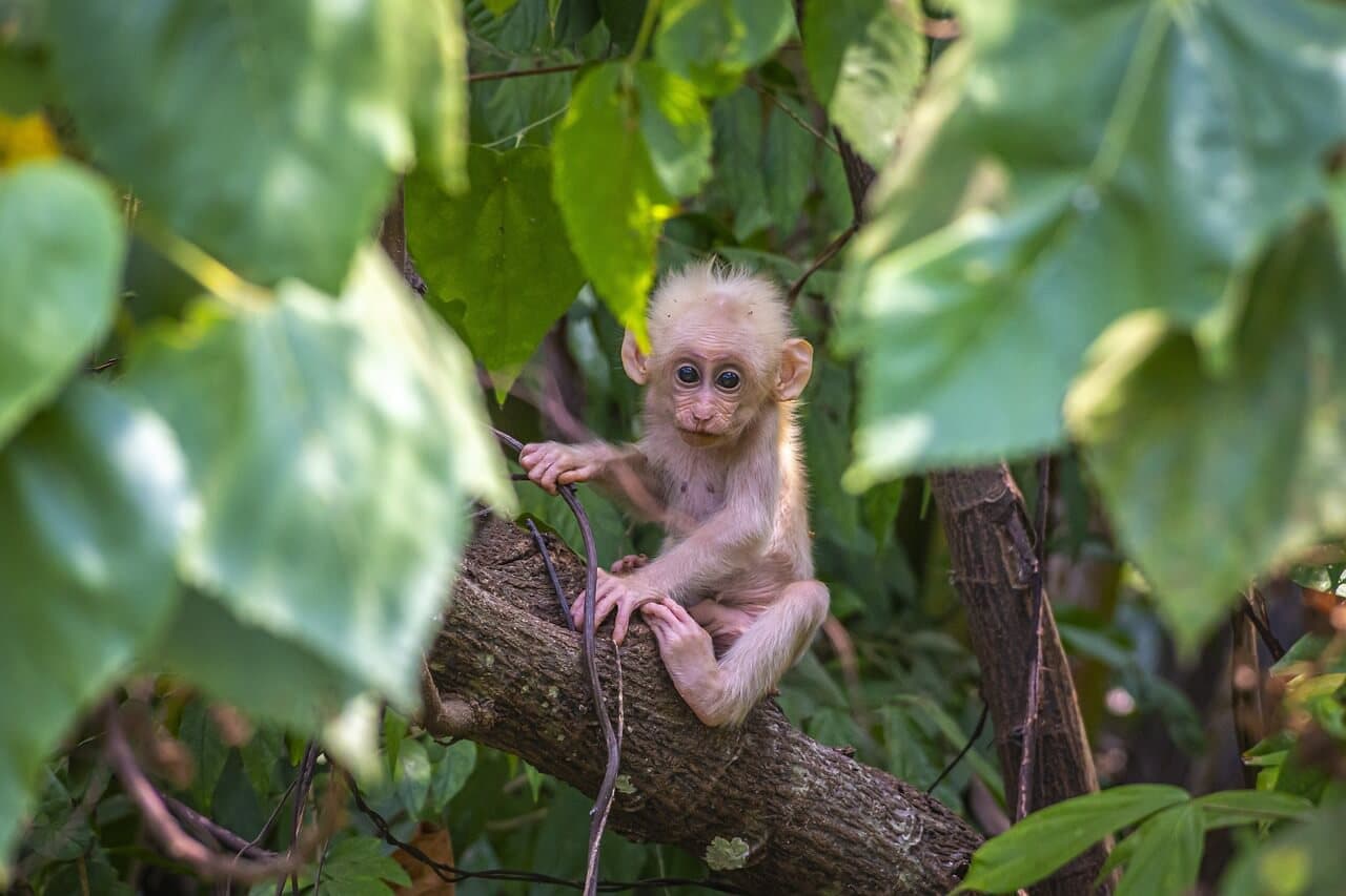 Baby monkey playing in the Monkey Forest, a highlight of the 10-Day Bali Itinerary for Family, offering wildlife encounters and adventure.